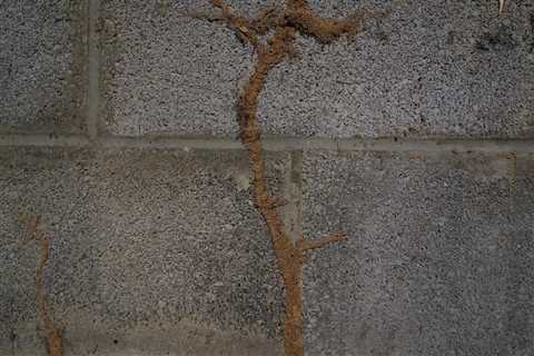 7 Signs You Might Have a Termite Infestation