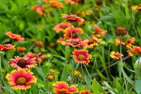 10 Perennials That Bloom the Longest