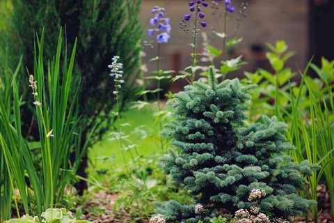 10 Dwarf Trees for Your Backyard