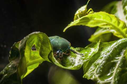 How to Spot &amp; Control Figeater Beetle Infestations