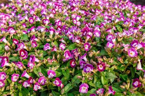 Wishbone Flower Care – How To Grow And Care For A Wishbone Flower