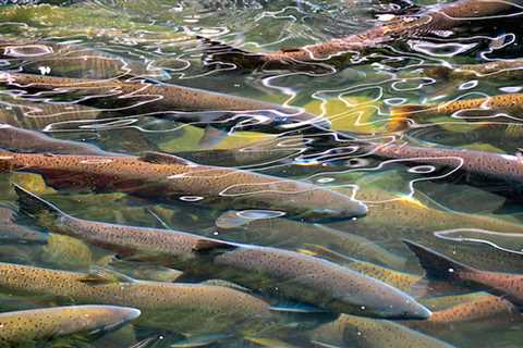 Drought-hit California scales up plan to truck salmon to ocean