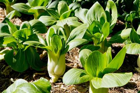 Bok Choy Care – How To Grow And Harvest Bok Choy