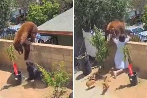 Teen Girl Fights Bear Attacking Her Dogs — And Wins