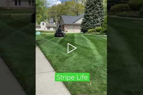 Striping Lawns For Our Clients! #shorts