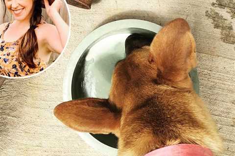 Jill Duggar Defends Feeding Her Dog Old Breast Milk: 'Just Chill'