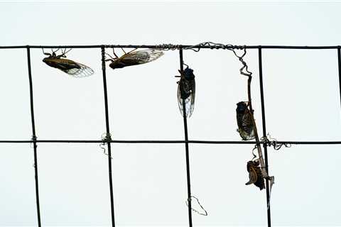 Thick swarms of cicadas may be interfering with weather radar, NWS says
