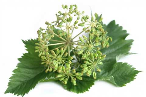 Angelica Herb Care – How To Grow Angelica And Harvest Angelica