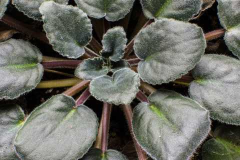 African Violets Growing Problems – How To Keep African Violets Healthy