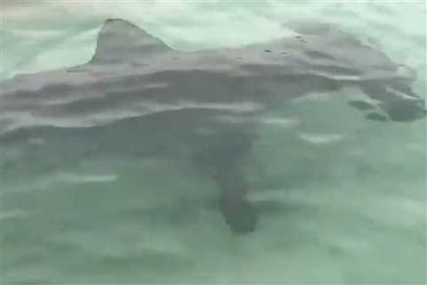 Moment seven hammerhead sharks circle near women on rubber lilo in Florida
