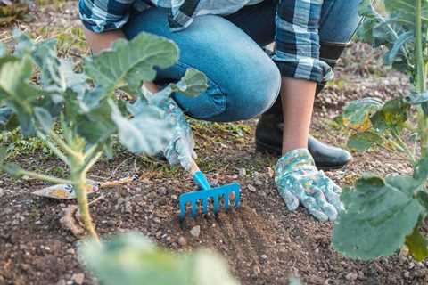 7 Best Garden Rakes for Cleaning Up Around Plants