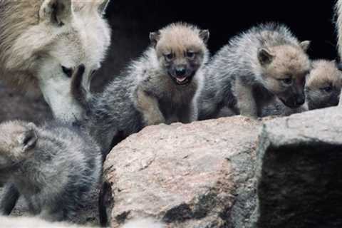 US state reports first litter of wolf pups in 80 years