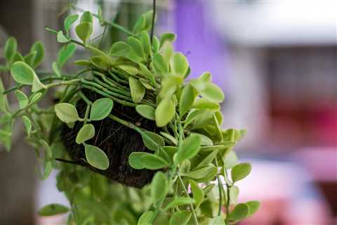 What Are Air Plants and How Do They Grow?