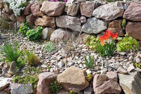 10 Best Plants for Rock Gardens