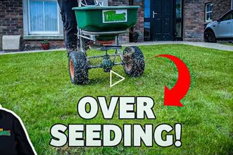 Seeding a small lawn for Best results *HOW TO*