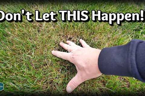 An EASY FIX For Your THINNING Lawn
