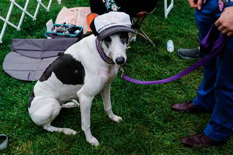 Westminster Dog Show Photos: Who Wants to Go Outside?