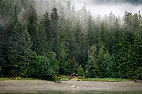 Biden plans to restore protections for Tongass National Forest that were stripped away by Trump.