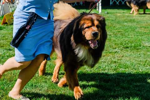 Westminster Dog Show Photos: Judgment Day