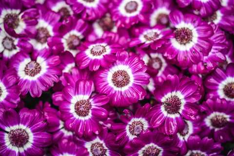 Cineraria Plant: Growing &amp; Caring Guide