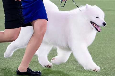 Striker the Samoyed wins the working group. Don’t lose him in a snowstorm.