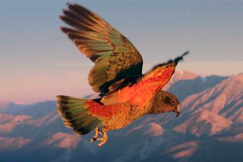 World’s only mountain parrot ‘moved to higher altitudes to avoid humans’
