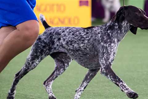 Jade, a German short-haired pointer, is headed in the right direction.