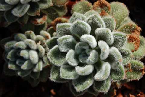 Echeveria Setosa Care: How to Grow &amp; Care for the Mexican Firecracker