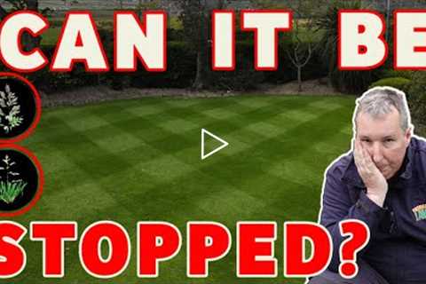 The BEST way to stop weed grass in a lawn | NEW lawn is covered in weed grass *fix an ugly lawn*