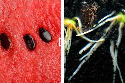 Watermelon Seeds Life Hack ? #Shorts