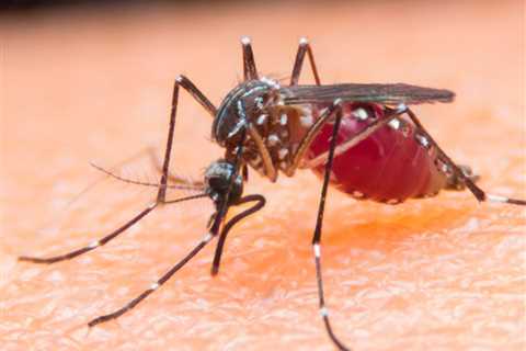 Unbelievable Hacks for Keeping Mosquitoes Away For Good