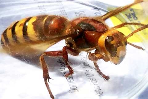 Asian hornets are spreading across Britain – here’s what to do if you spot one