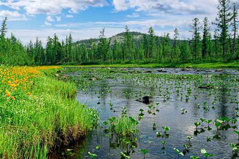 6 Best Products for Getting Rid of Lake Weeds Safely