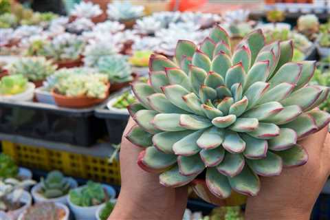 How to Grow Graptoveria Succulents