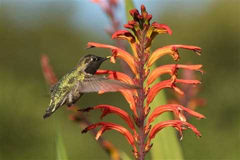 How to Make a DIY Hummingbird Nectar Recipe