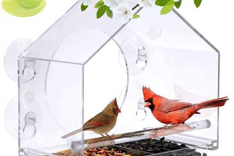 What You Need to Know About Window Bird Feeders