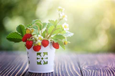 Berry Container Gardening – Growing And Caring For Berries In Pots