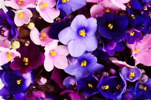 African Violets Problems – Troubleshooting Common Flowering, Propagating, And Pruning Issues
