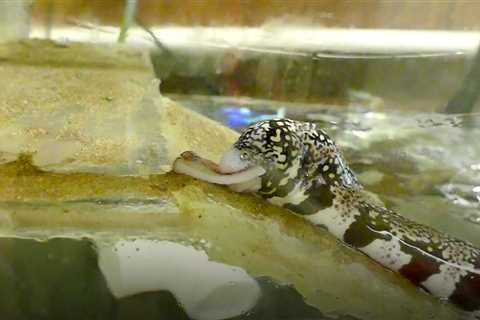 When an Eel Climbs a Ramp to Eat Squid From a Clamp, That’s a Moray