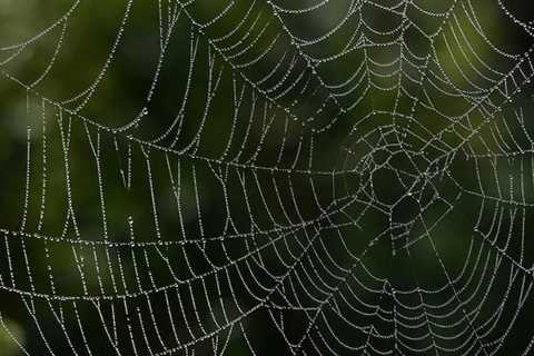Ballooning spiders leave Australian region covered in webs