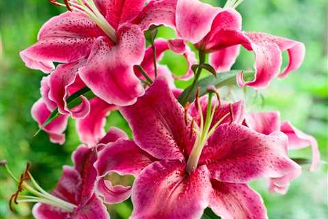 Best Perennials for Sunny Spots