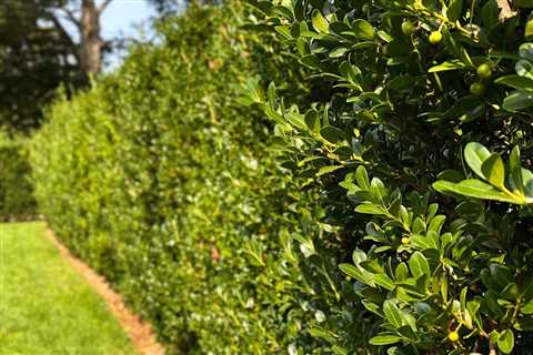 10 Tips To Help You Renovate Your Yard on a Budget