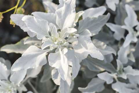 Candicans Senecio Plant: Tips on Growing &amp; Caring for the Senecio Angel Wings