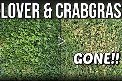 How To Get Rid of CLOVER and CRABGRASS with RESULTS!!!