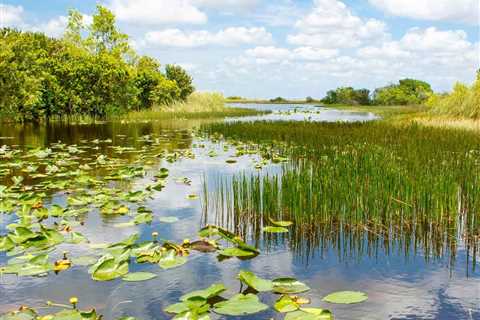Pond Weed Identification: What to Know