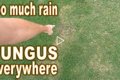 2 Ways to Control Lawn Fungus // How To Prevent &amp; Treat Disease in Your Grass When it Rains Too ..
