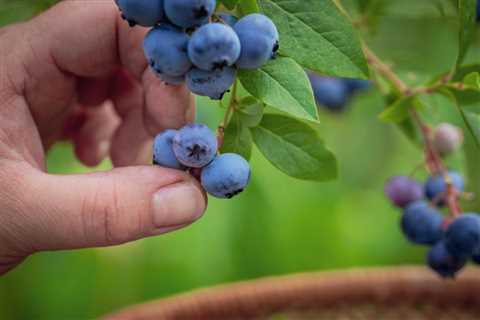 Blueberry Growing Problems – Common Blueberry Issues