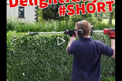 Triming a hedge  *satisfying* Privet hedge #short