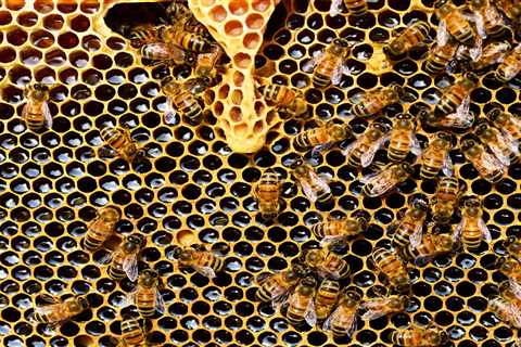 Honey: Potential Benefits and Risks – Tufts