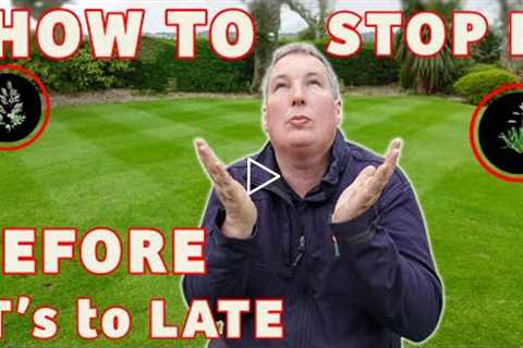 Weed grass taking over my lawn | The BEST ways to stop it that works